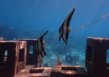 Harita Nickel Berhasil Menjaga 109 Spesies Ikan Karang Dari 50 Genus Di Laut Obi