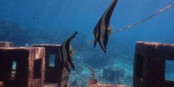 Harita Nickel Berhasil Menjaga 109 Spesies Ikan Karang Dari 50 Genus Di Laut Obi