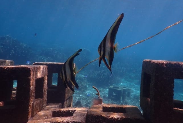 Harita Nickel Berhasil Menjaga 109 Spesies Ikan Karang Dari 50 Genus Di Laut Obi