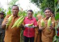 Walikota dan Wakil Walikota Tidore Hadiri Panen 7000 Pohon Jagung di Kelurahan Dowora