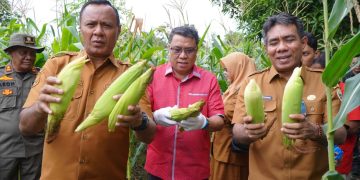 Walikota dan Wakil Walikota Tidore Hadiri Panen 7000 Pohon Jagung di Kelurahan Dowora