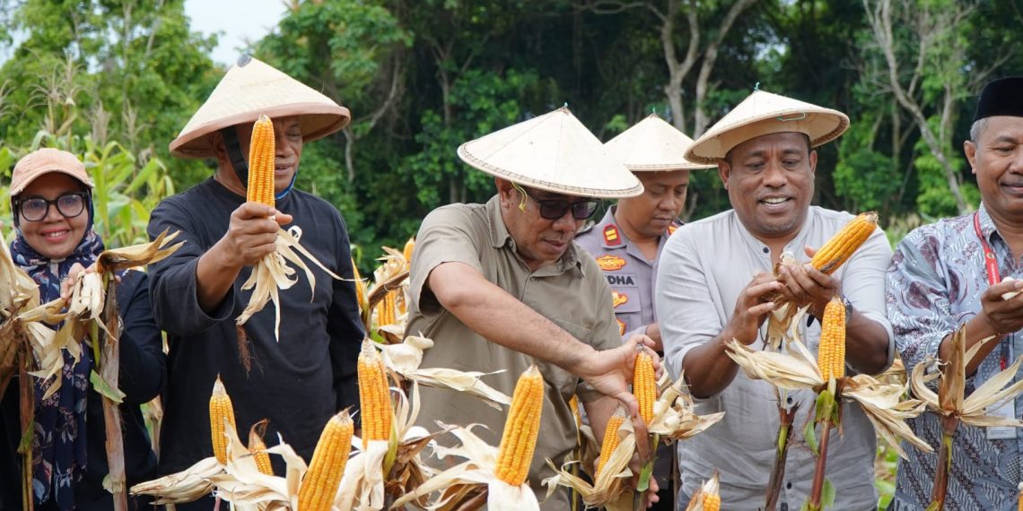 Panen Jagung, Pemerintah Kota Tidore Kepulauan Apresiasi Kelompok Tani Pelopor Gurabati