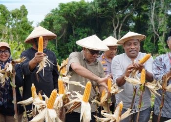 Panen Jagung, Pemerintah Kota Tidore Kepulauan Apresiasi Kelompok Tani Pelopor Gurabati