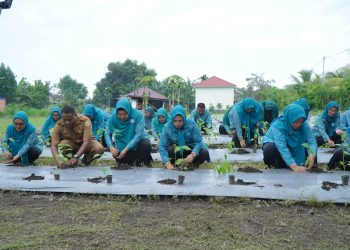 Dukung Ketahanan Pangan, TP PKK Tidore Ikut Gerakan Tanam Cabai Serentak