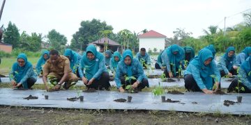 Dukung Ketahanan Pangan, TP PKK Tidore Ikut Gerakan Tanam Cabai Serentak