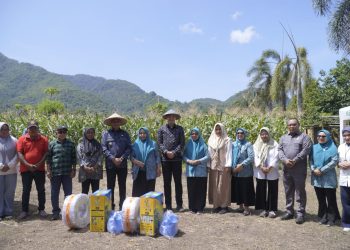 Panen Jagung, Wujud Nyata Sinergitas dan Kolaborasi untuk Memenuhi Ketahanan Pangan di Kota Tidore Kepulauan