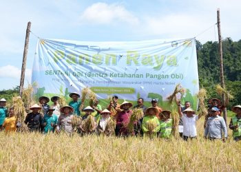Harita Nickel dan Pemkab Halmahera Selatan Gelar Panen Raya Padi, Produktivitas Petani Obi di atas Rata-rata Nasional