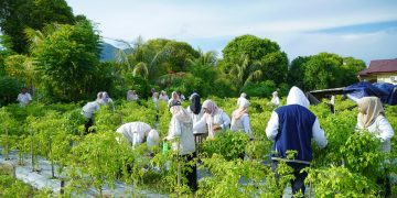 Tekan Inflasi, TP PKK Tidore Kepulauan Panen Perdana Cabai Hasil Gertam Serentak
