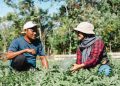 Menabur Benih di Tanah Harapan, Kisah Darwan dan Simfoni Hijau di Lingkar Tambang Obi