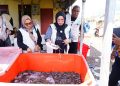 Atasi Kendala Pasar, TP PKK Tidore Siap Pasarkan Hasil Panen Udang Vaname Dowora